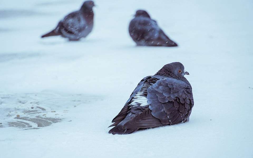 О погоде в среду, 7 февраля, рассказали воронежцам синоптики