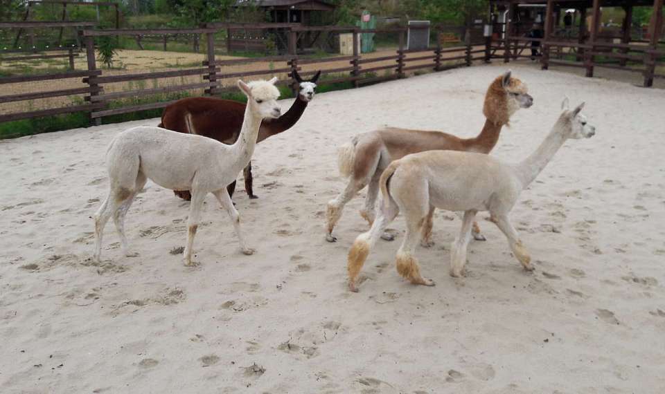 Альпак воронежцы раскупают в личные хозяйства