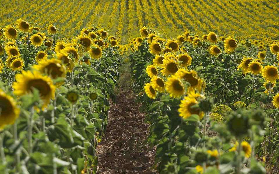 Экспорт аграрной продукции вырос на 40% в Воронежской области