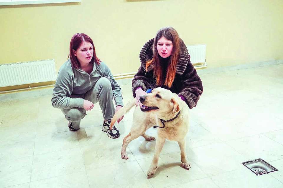 Как питомцы воронежского приюта обретают дом