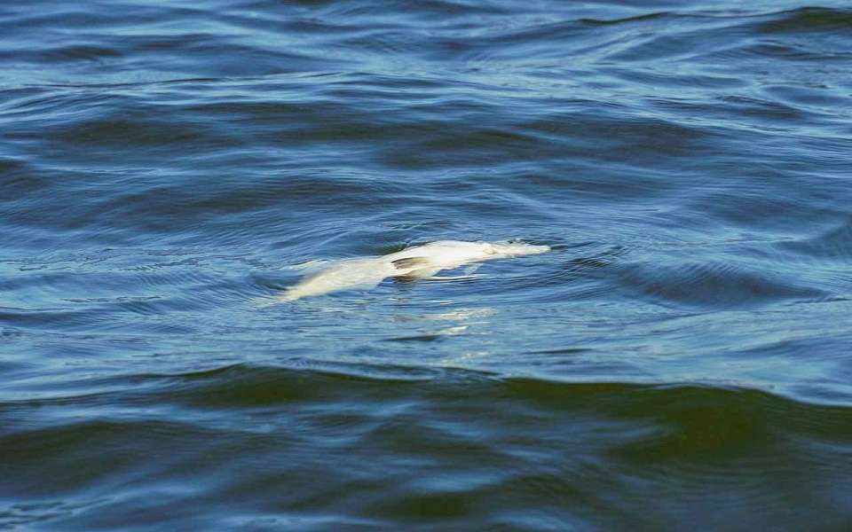 О нарушителях экологического законодательства рассказали воронежцам