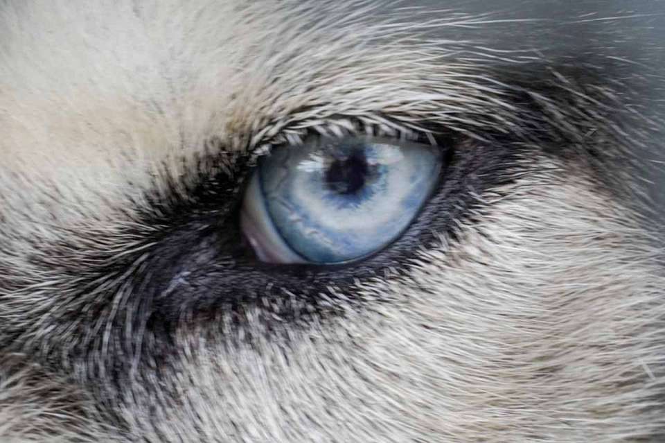 Актуальная городская проблема с безнадзорными собаками  вновь обсуждается воронежцами