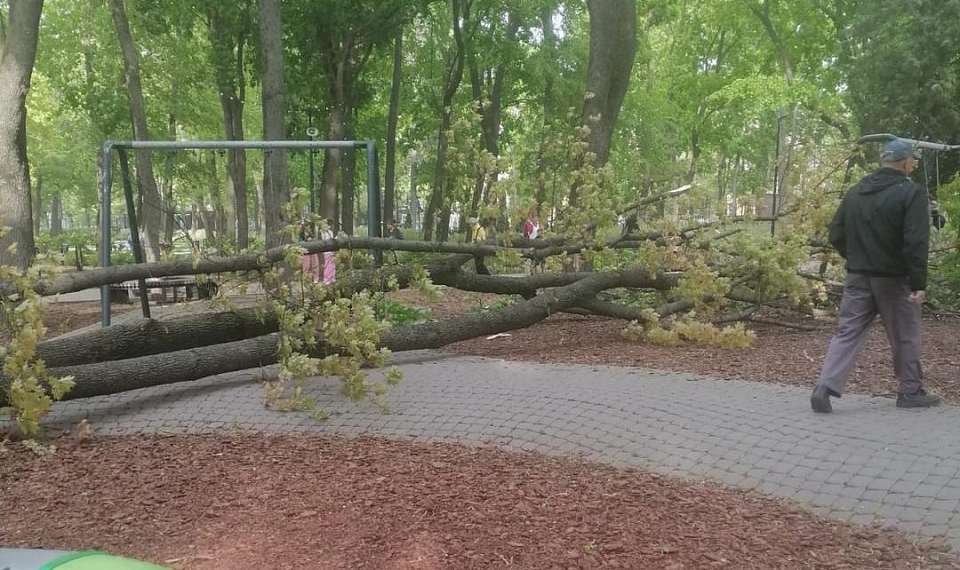 Сильный ветер повалил 14 деревьев 1 мая в Воронеже