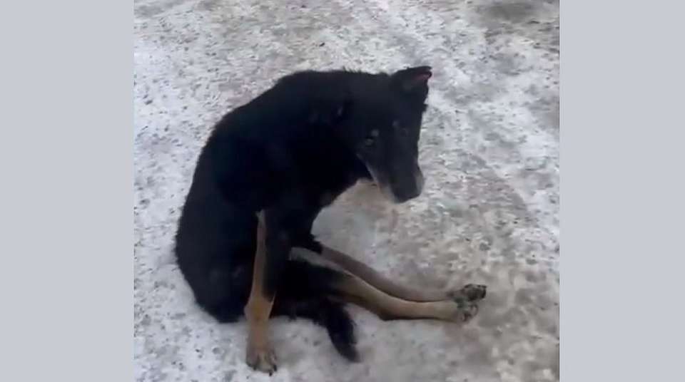 Пёс Боцман с парализованными лапами умер на руках воронежских ветеринаров