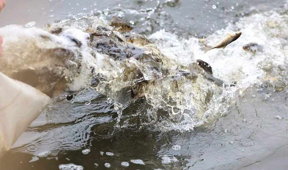 Примерно 240 тыс. мальков сазана запустили в реку Дон в Воронежской области