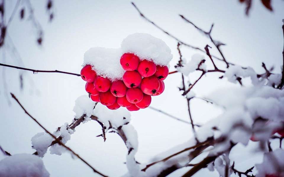 Выпал снег в середине апреля в Воронежской области