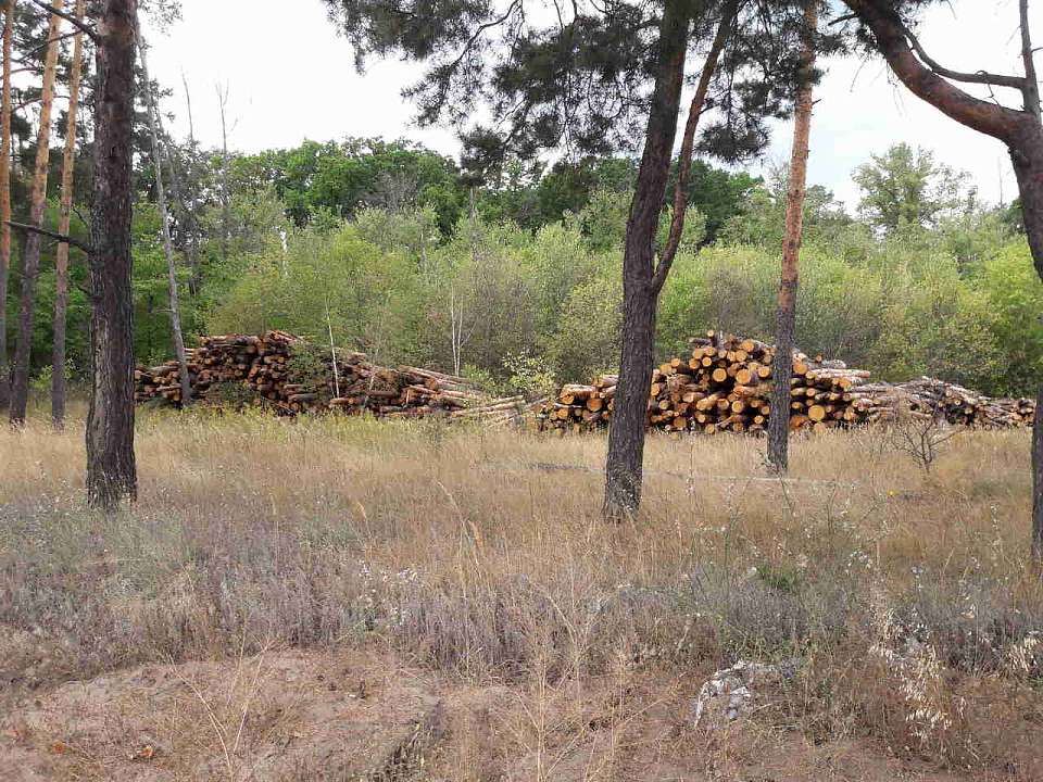 За помощь в незаконной рубке в воронежском лесу приговорили лесника