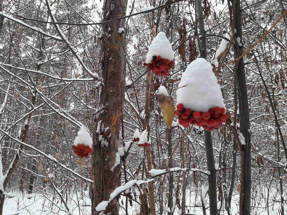 Неблагоприятные погодные условия ожидаются в Воронеже и области