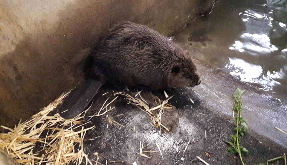 Сайт об охоте на бобров заблокировал воронежский суд