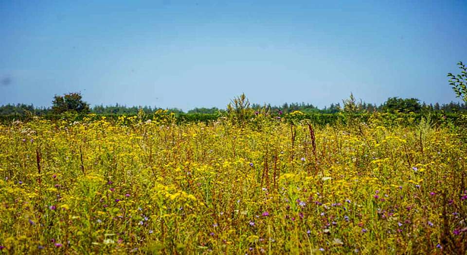 О погоде на воскресенье, 19 мая, рассказали воронежские синоптики