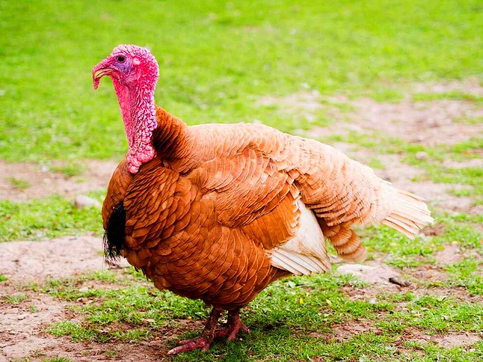 Племенной репродуктор индейки на 6 млн яиц в год открылся в Воронежской области