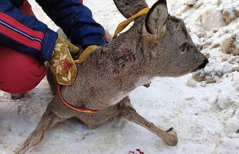 Стая бродячих собак загрызла косулю под Воронежем