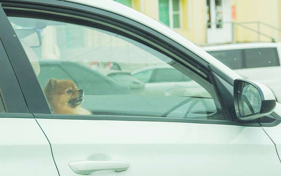 Как выгоднее воспользоваться такси в День города, рассказали воронежцам