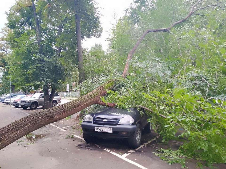 Упавшее дерево рухнуло на автомобиль и перегородило улицу в центре Воронежа