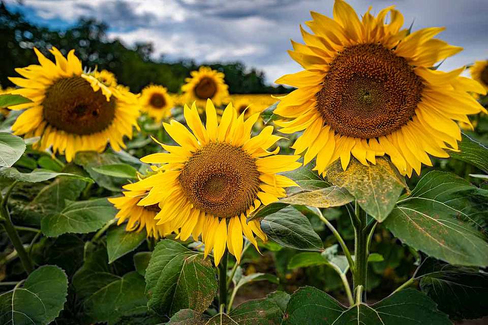 Предприниматель из Воронежской области лишился 2,5 млн рублей на покупке подсолнечника