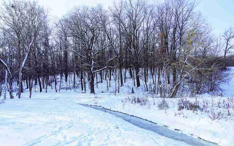 Что за погода ожидает 11 февраля жителей Воронежской области