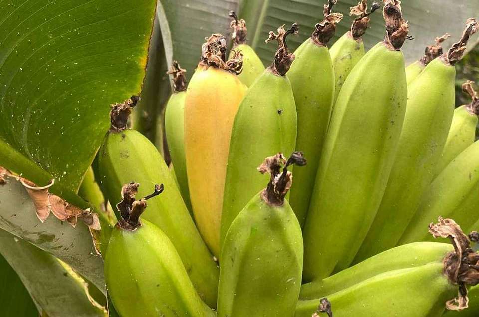 Первый в году банан созрел в воронежском ботаническом саду
