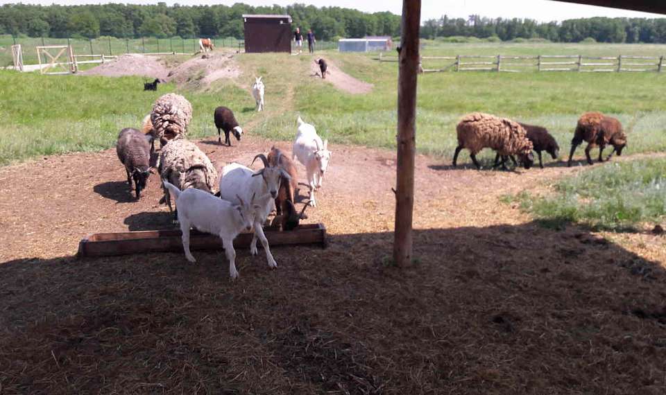 Ветеринарные препараты с нарушениями Россельхознадзор в Воронеже выявил в 179 интернет-магазинах