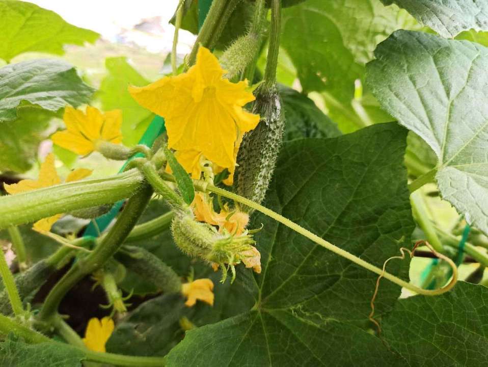 Нерентабельный воронежский тепличный комбинат подешевел на 3 млрд рублей