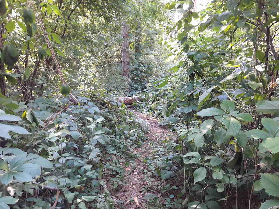 Несколько часов жительница Воронежа морочила волонтёрам и полиции голову поисками её в лесу