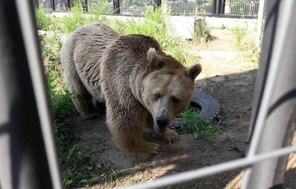 После недолгой зимней спячки в воронежском зоопарке проснулись медведи Машка и Умка