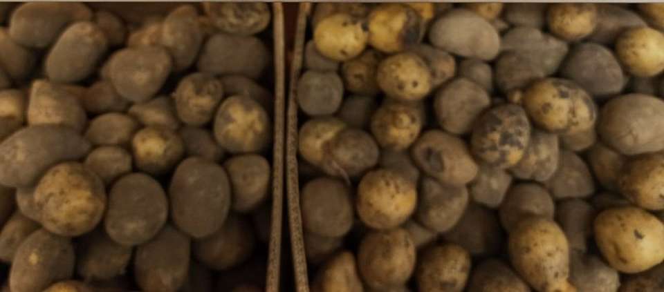 В 1,3 раза подорожал в июне в Воронежской области картофель и другие продукты