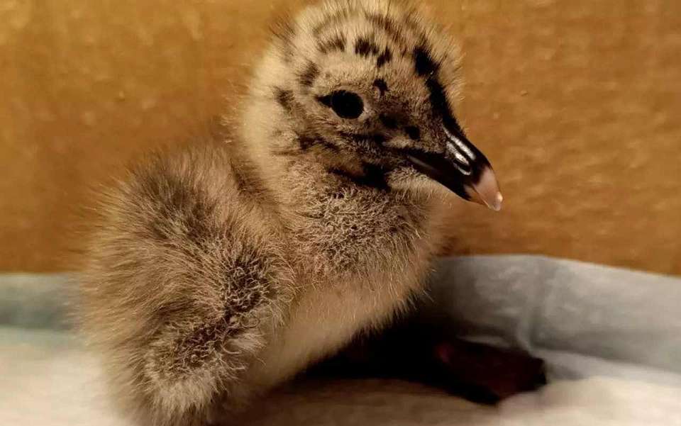 В Воронеже птенца чайки спасли на лодке