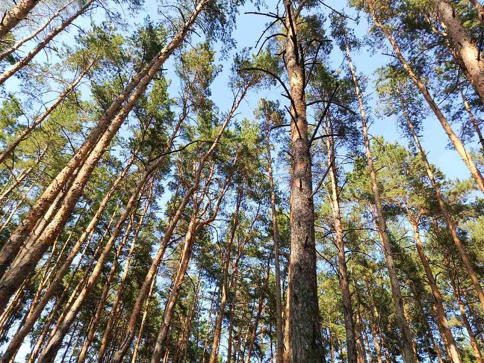 В Воронежской области установили IV класс пожароопасности в 13 районах