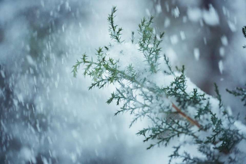 О возвращении снегопадов предупредили воронежские синоптики