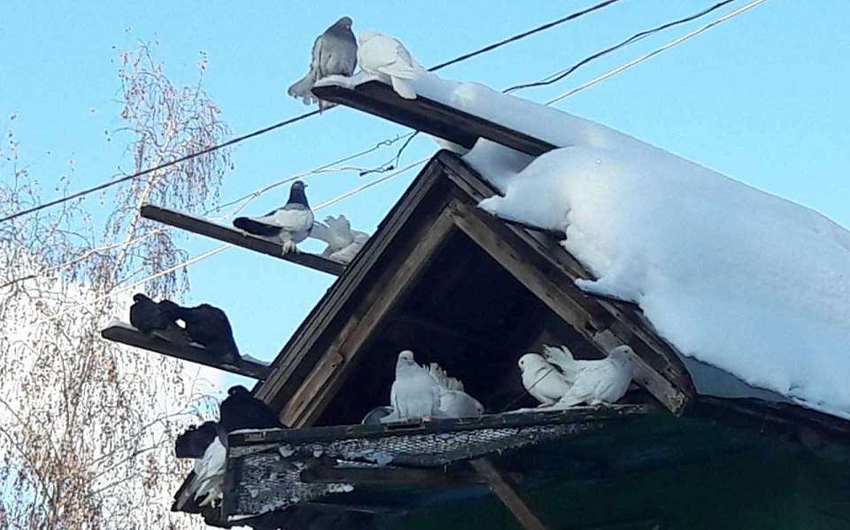 Резкое потепление до +5 градусов ворвется 19 января в Воронежскую область