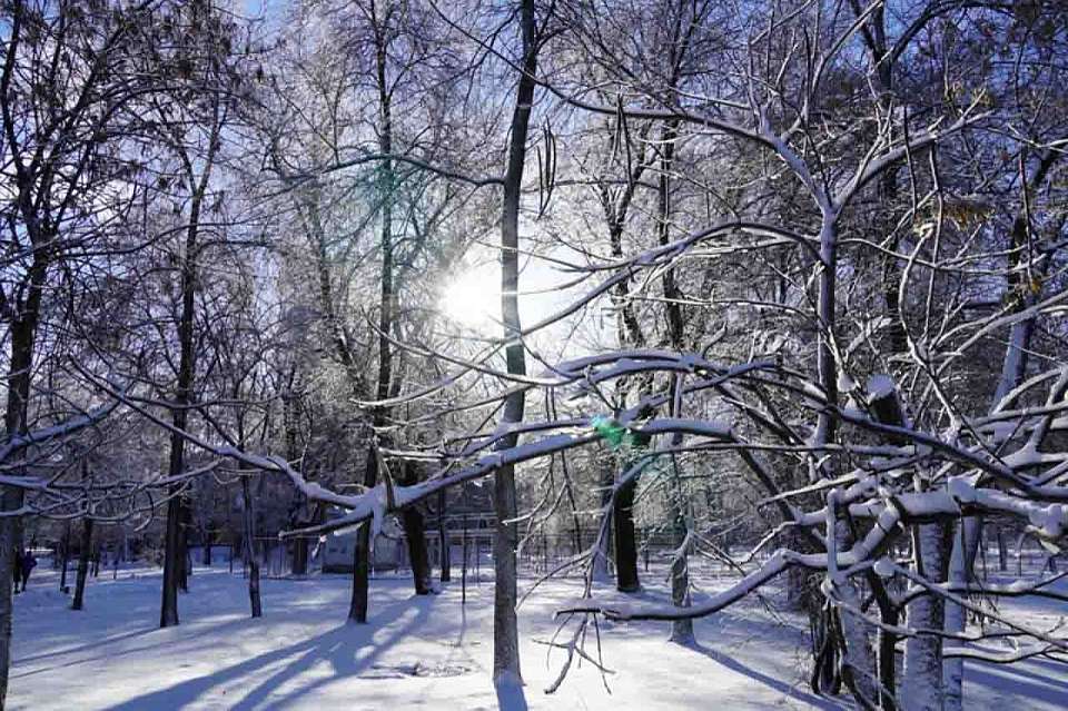 С 30-градусного мороза начнется рабочая неделя в Воронежской области