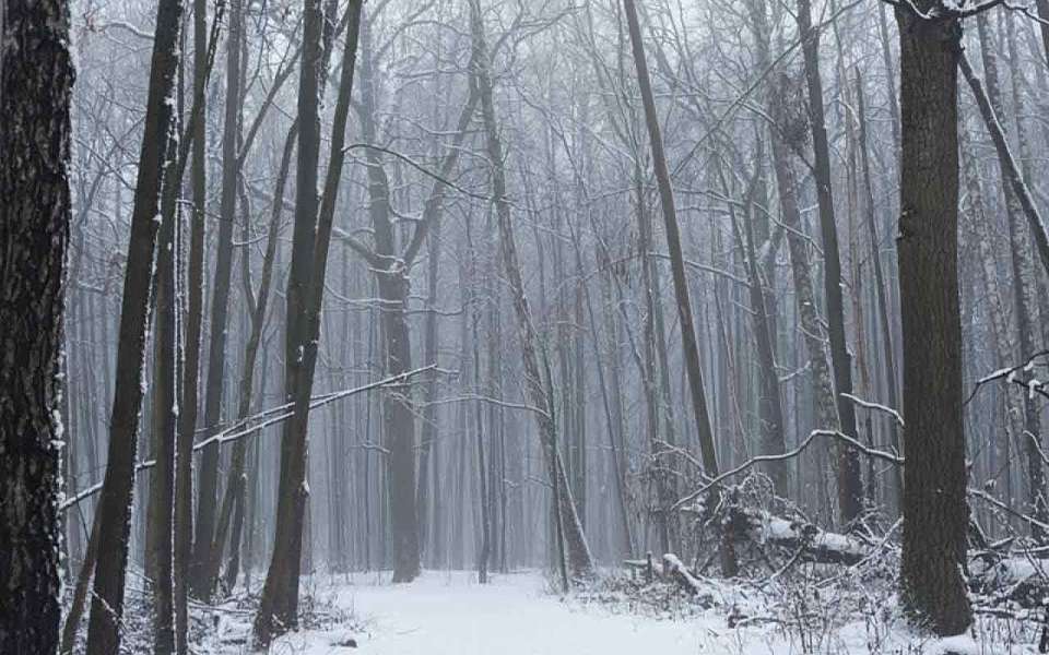 Пропали 22 человека в Воронежской области за неделю